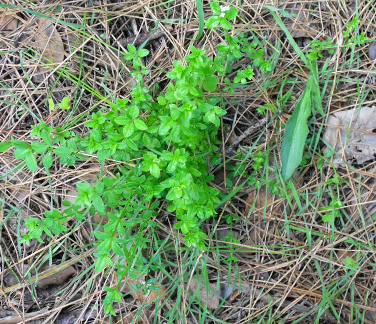 Asperula laevigata ?